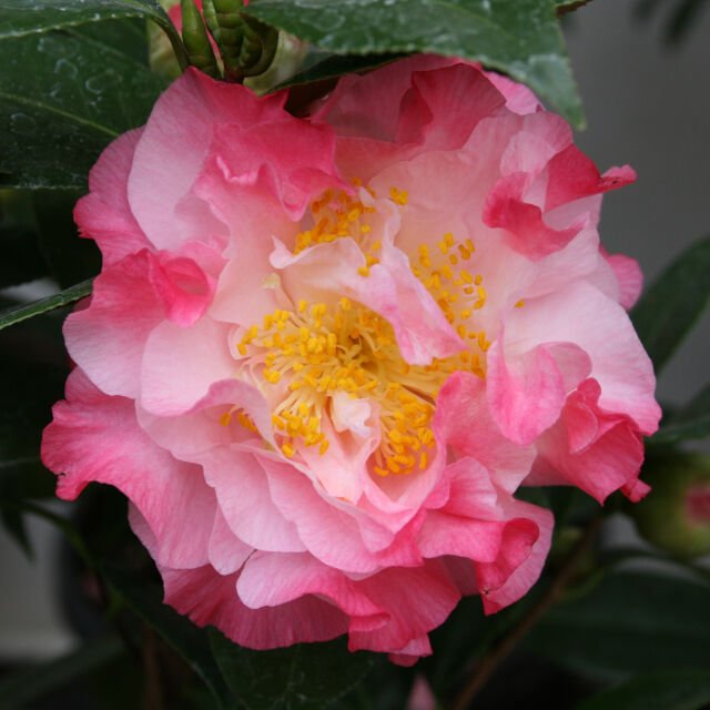 Camellia 'Nuccios Jewel'