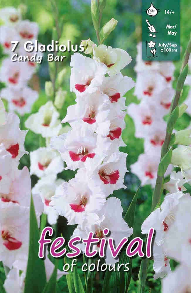 Gladiolus Candy Bar (x10x7) 14/+ *660606*