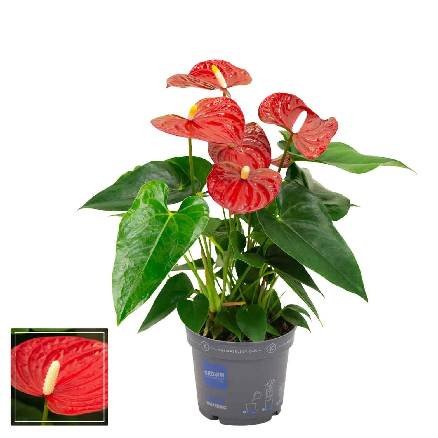 Anthurium andreanum Success Red Couture 12cm
