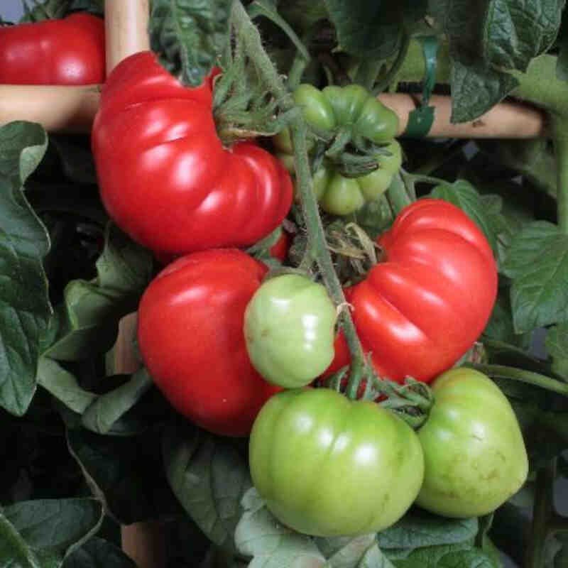 Tomatplante - Bøftomat Belle 11,5cm pot