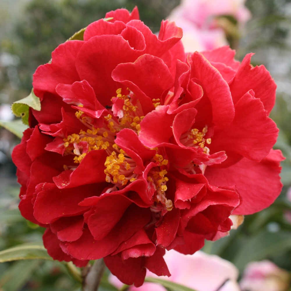 Camellia japonica 'Blood of China' 50/60 C5