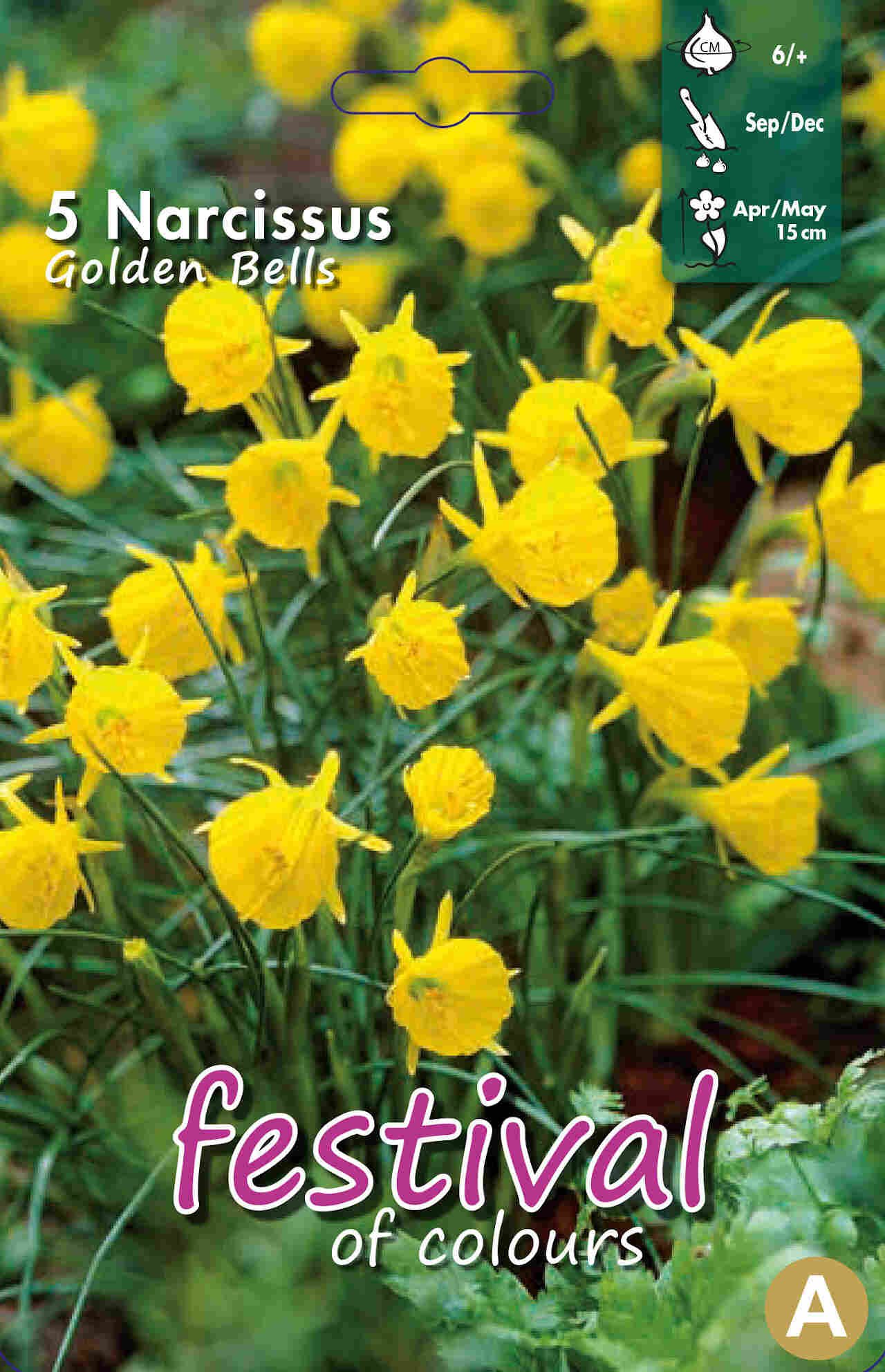 Narcisses Golden Bells 6/+