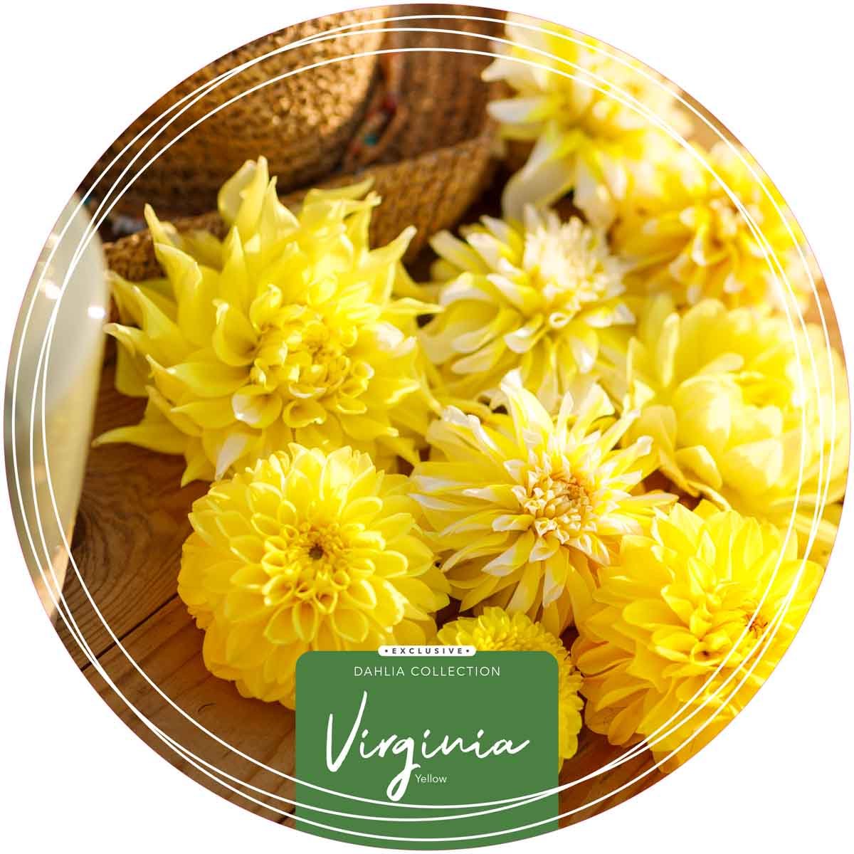 Exclusive Collection Dahlias 'Virginia' - Yellow