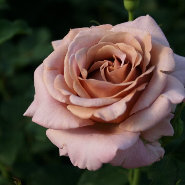 Rose Koko Loco med helt unik blomsterfarve