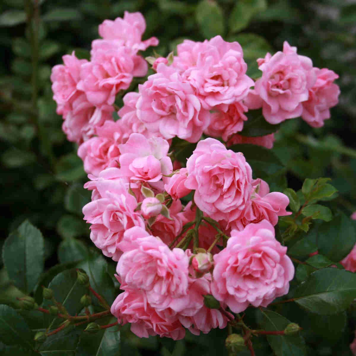 Bunddække rose - Rosa 'The Fairy'