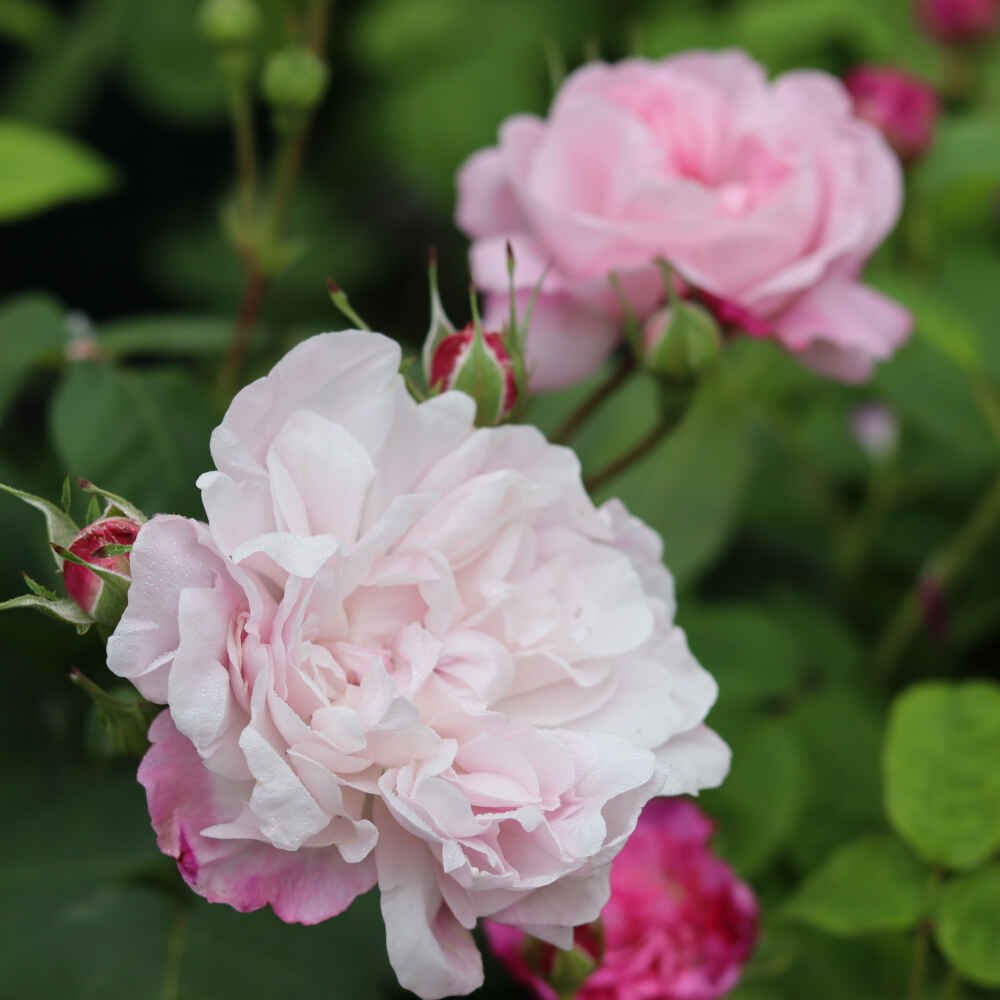 Mosrose - Rose centifolia 'Fantin-Latour'