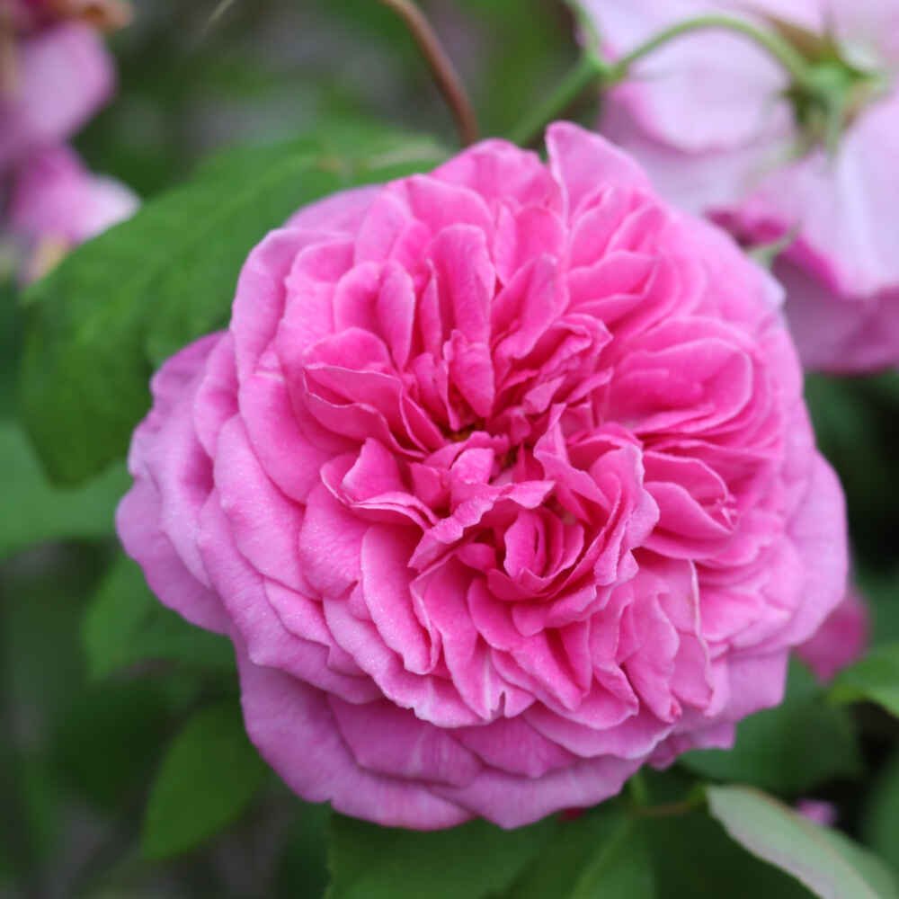 Historisk rose 'Comte de Chambord'