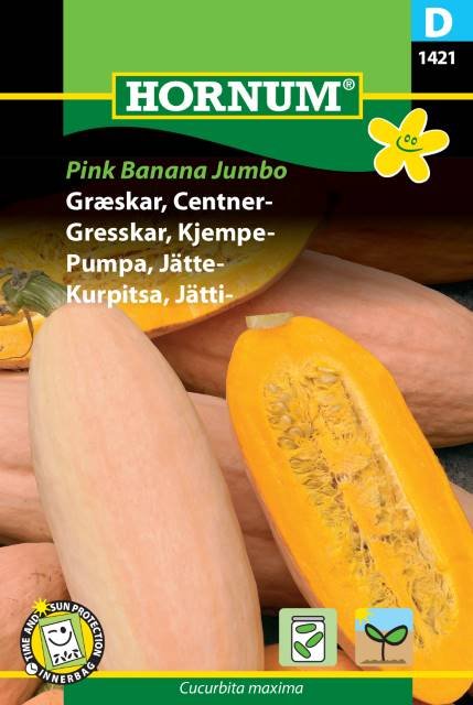 Græskar, Centner-, Pink Banana Jumbo (D)