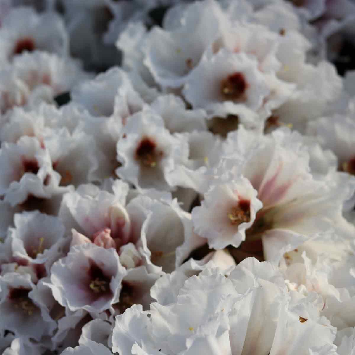 Rhododendron yakakushimanum 'Bohlkens Snow Fire'