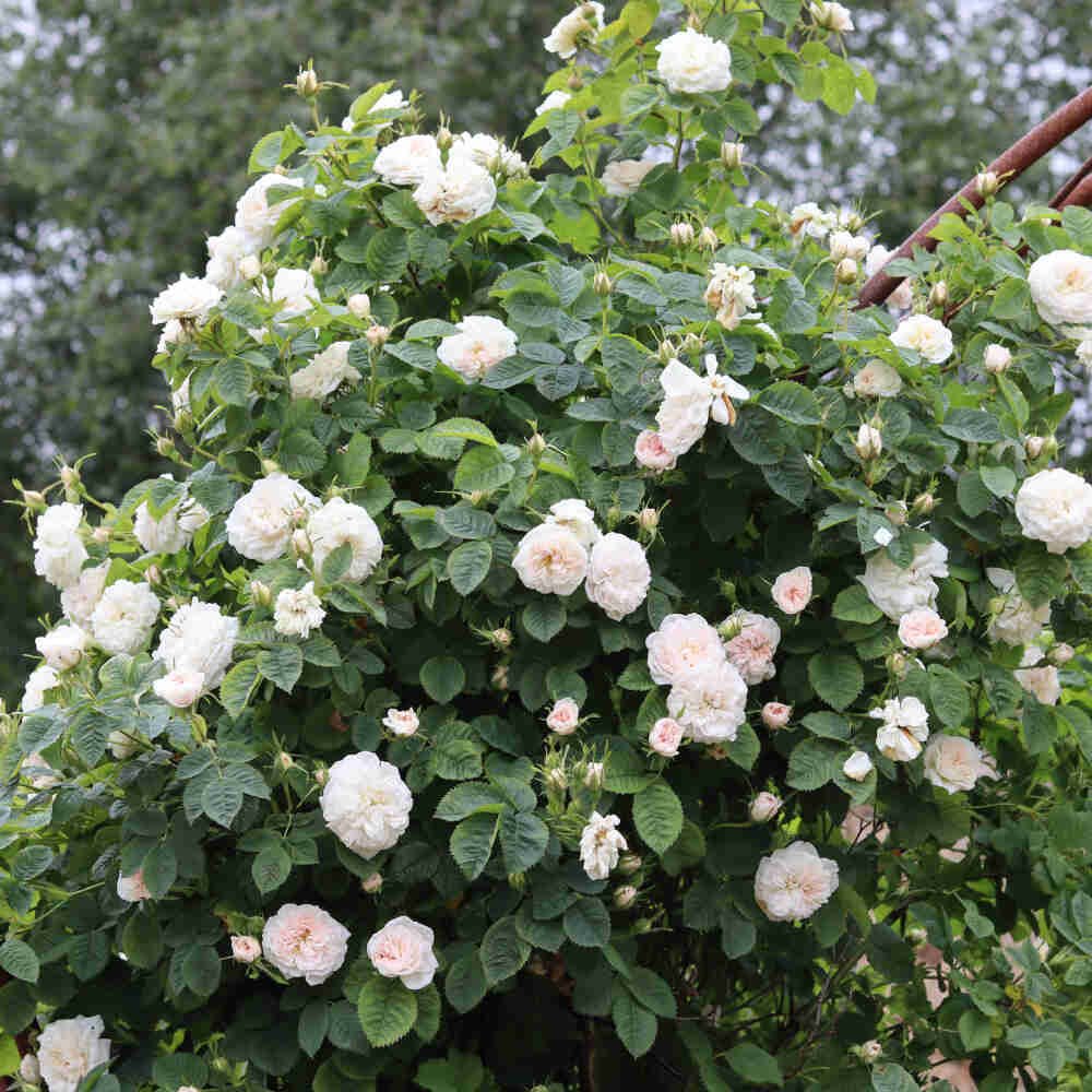 Skagensrose - Rose alba 'Maxima'