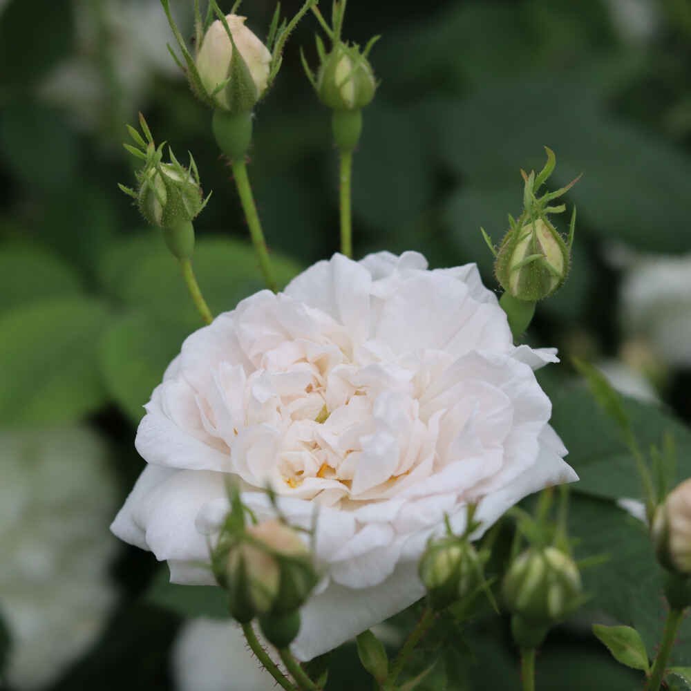 Rose alba 'Princesse de Lamballe'