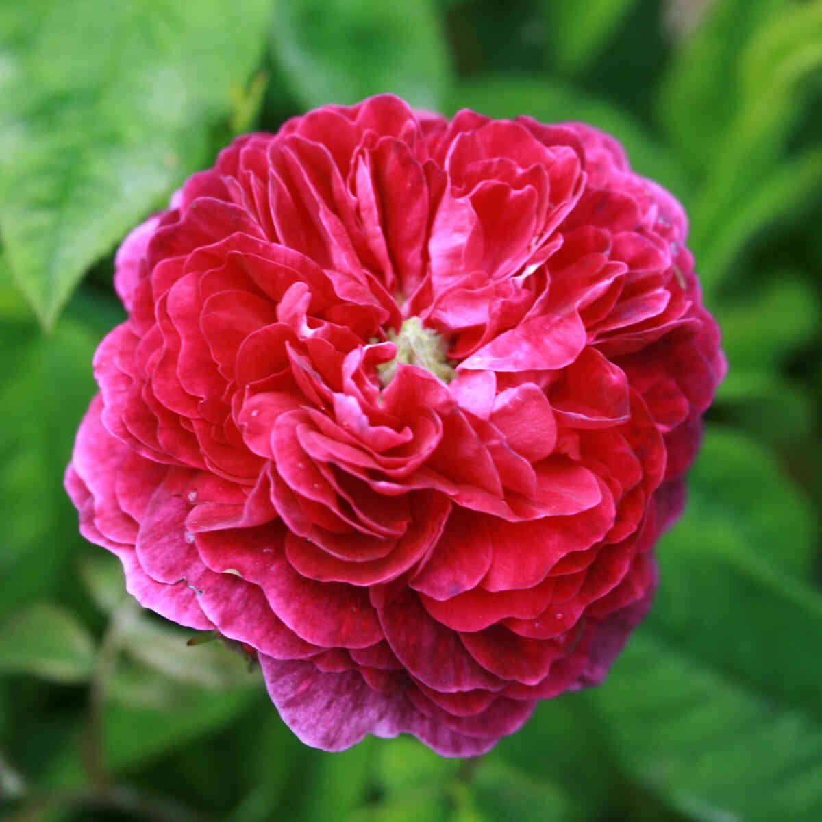 Rosa gallica 'Hippolyte'