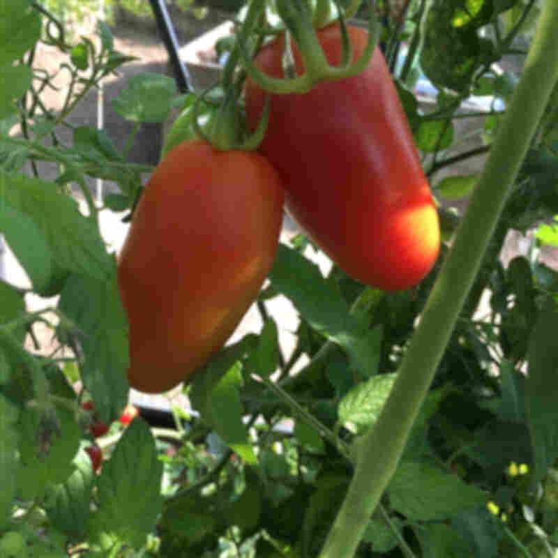 Faktor San Marzano tomat