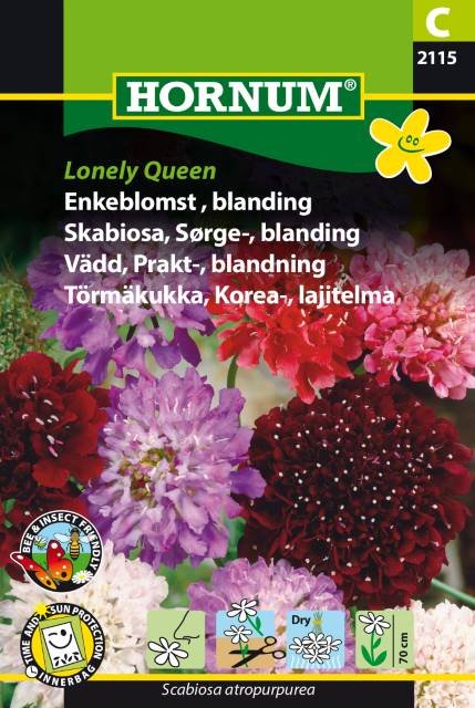 Enkeblomst, Lonely Queen (C)