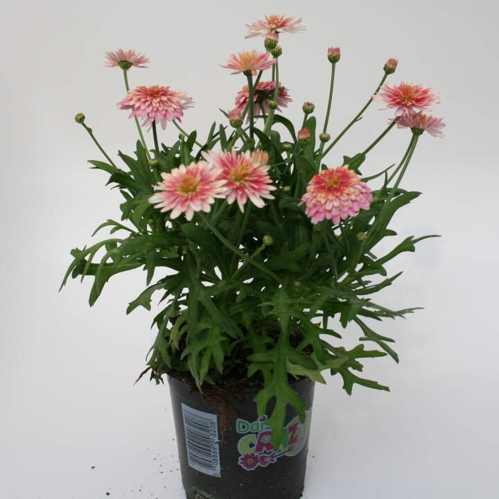 Marguerit special - Argyranthemum frutescens 11cm pot