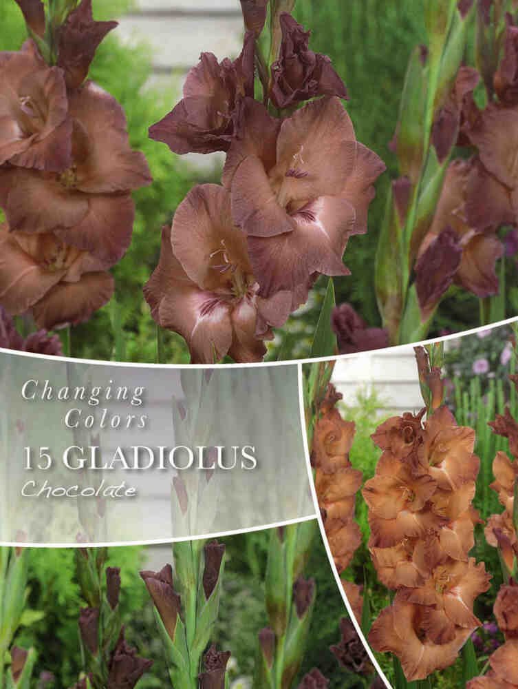 Gladiolus Chocolate - 15 stk. - 12/14