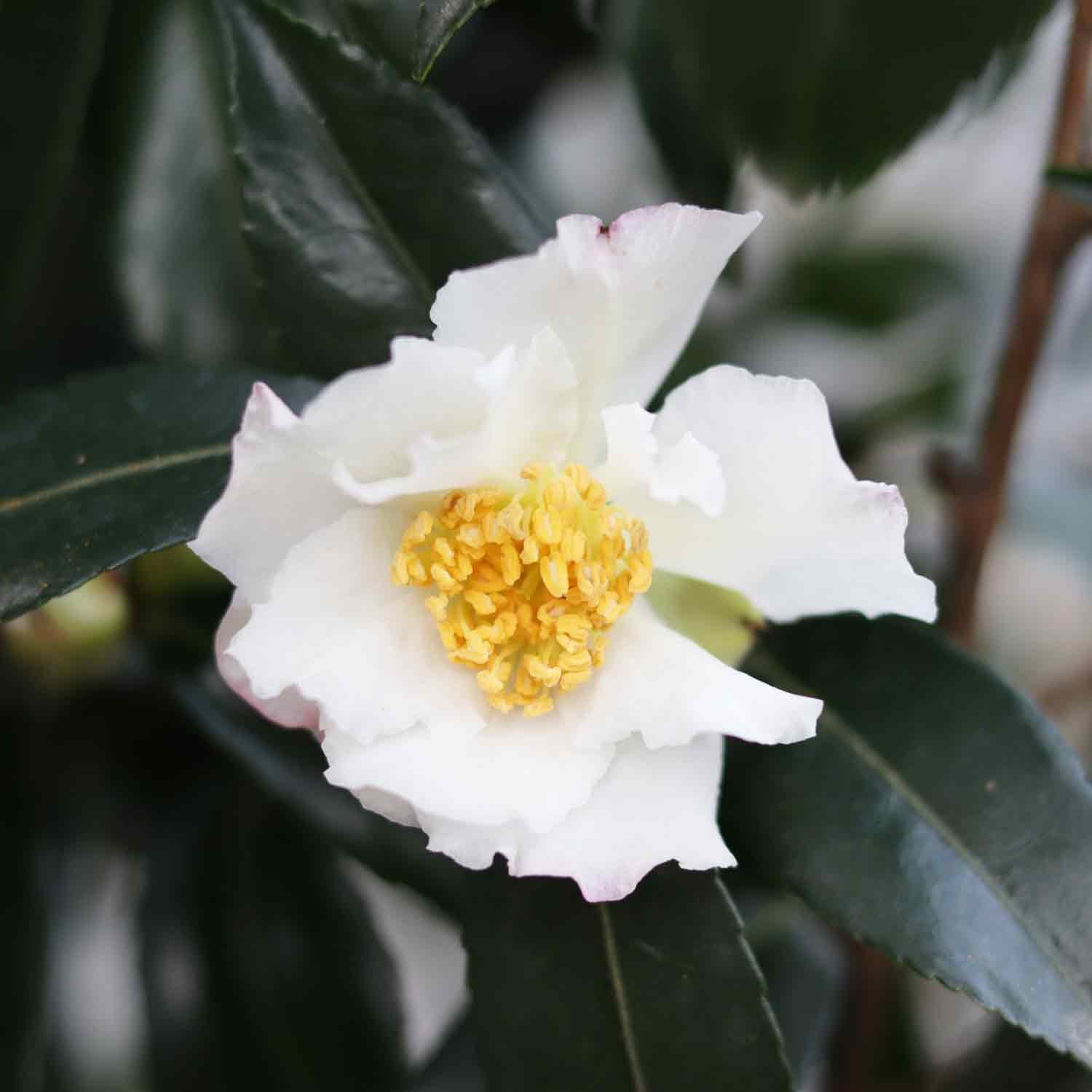 Camellia sasanqua 'Hino de Gumo'