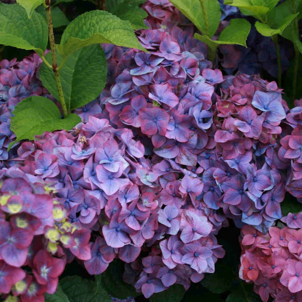 Hydrangea Endless 'Summer love' Purple C5