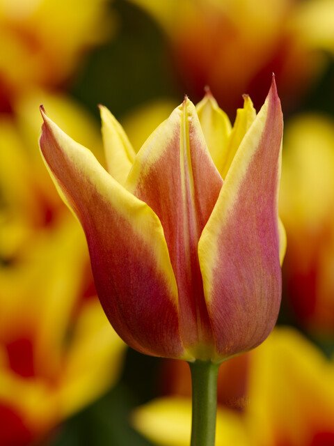 Tulips Ballade Dream 12/+
