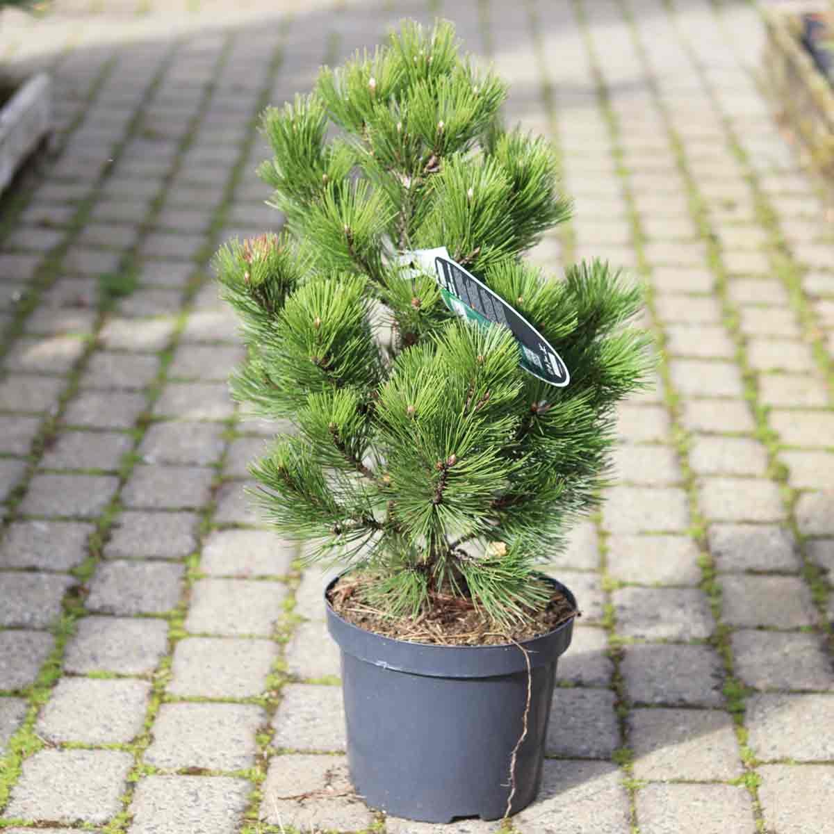 Pinus heldr. "Compact Gem" C7.5