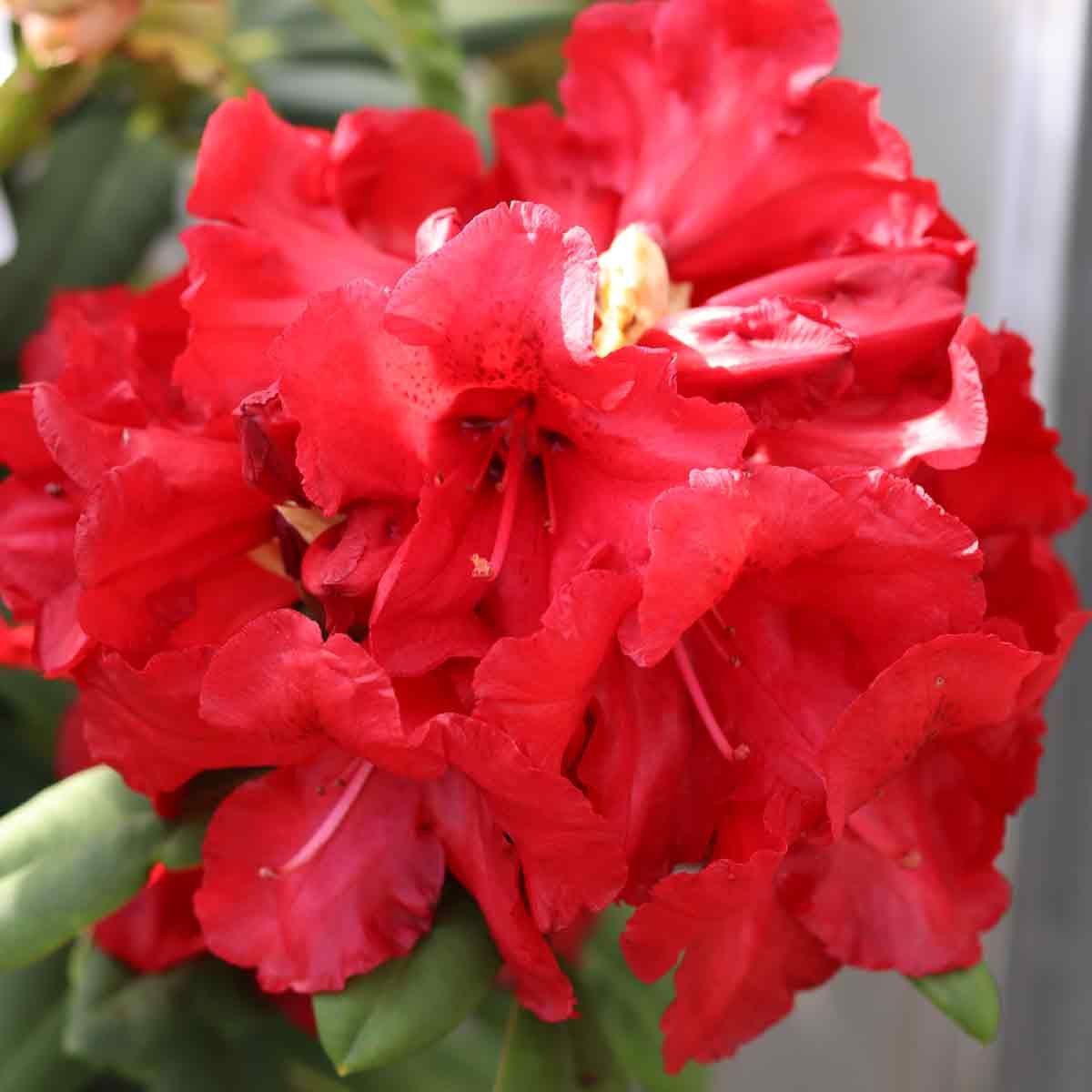 Rhododendron 'Leo' 80/100 C40