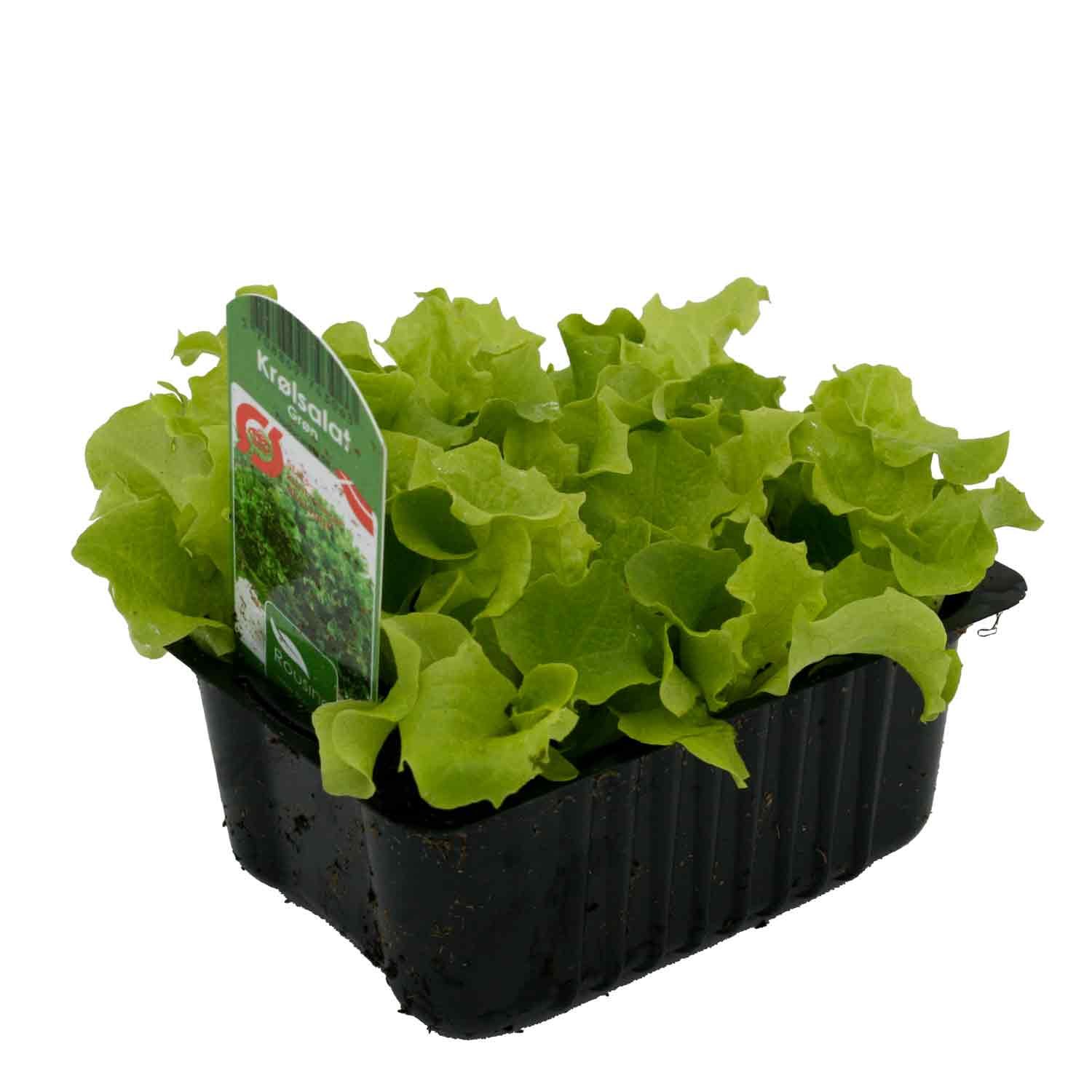 Salat grøn krølsalat i box