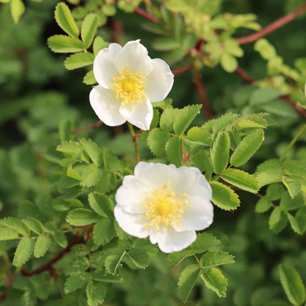 Klitrose - Rosa pimpinellifolia