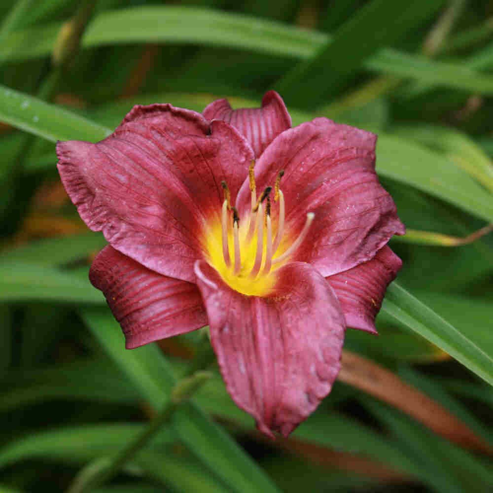 Daglilje - Hemerocallis hybrid 'Purple Rain' 2L