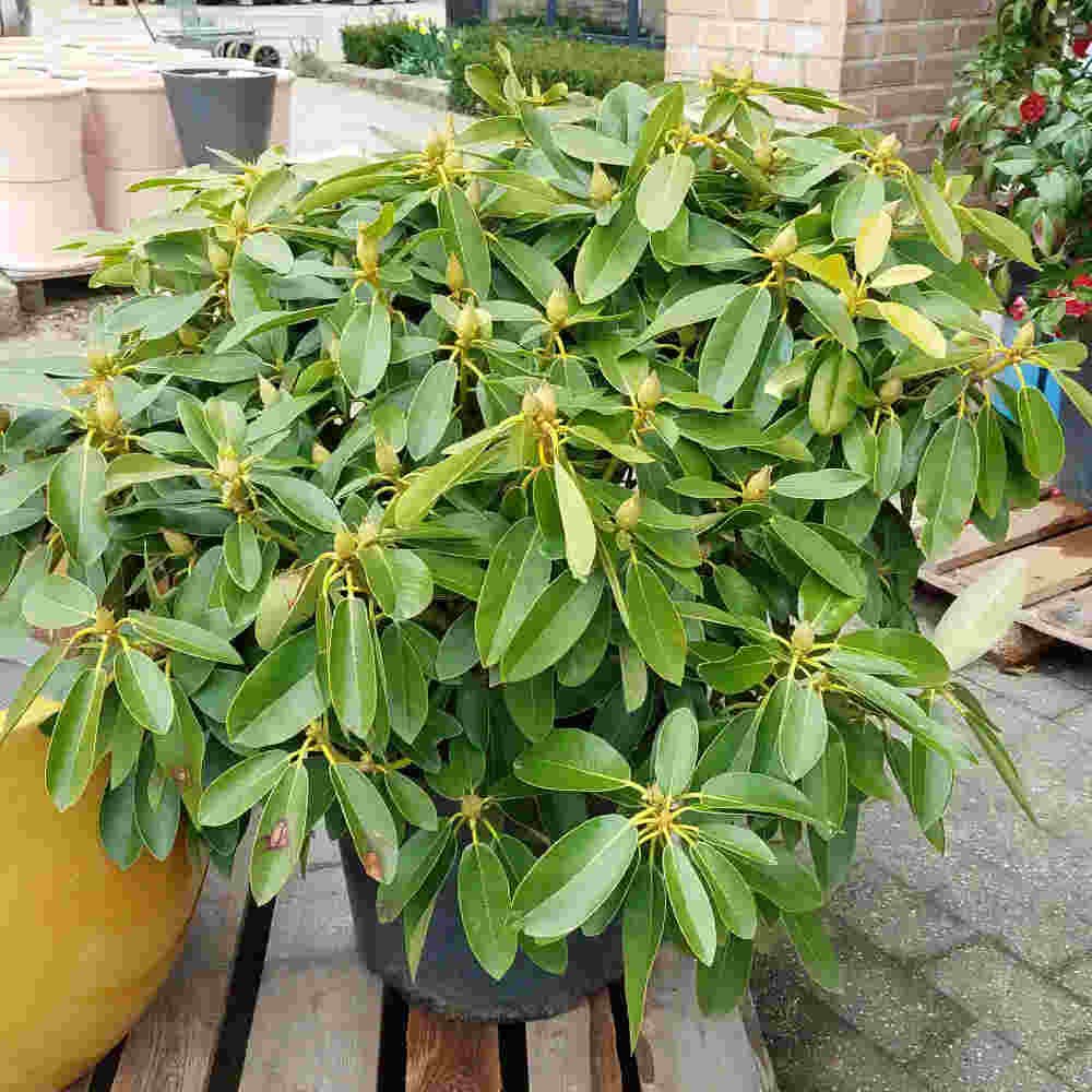 Rhododendron 'Onkel Diners' 70/80cm C40