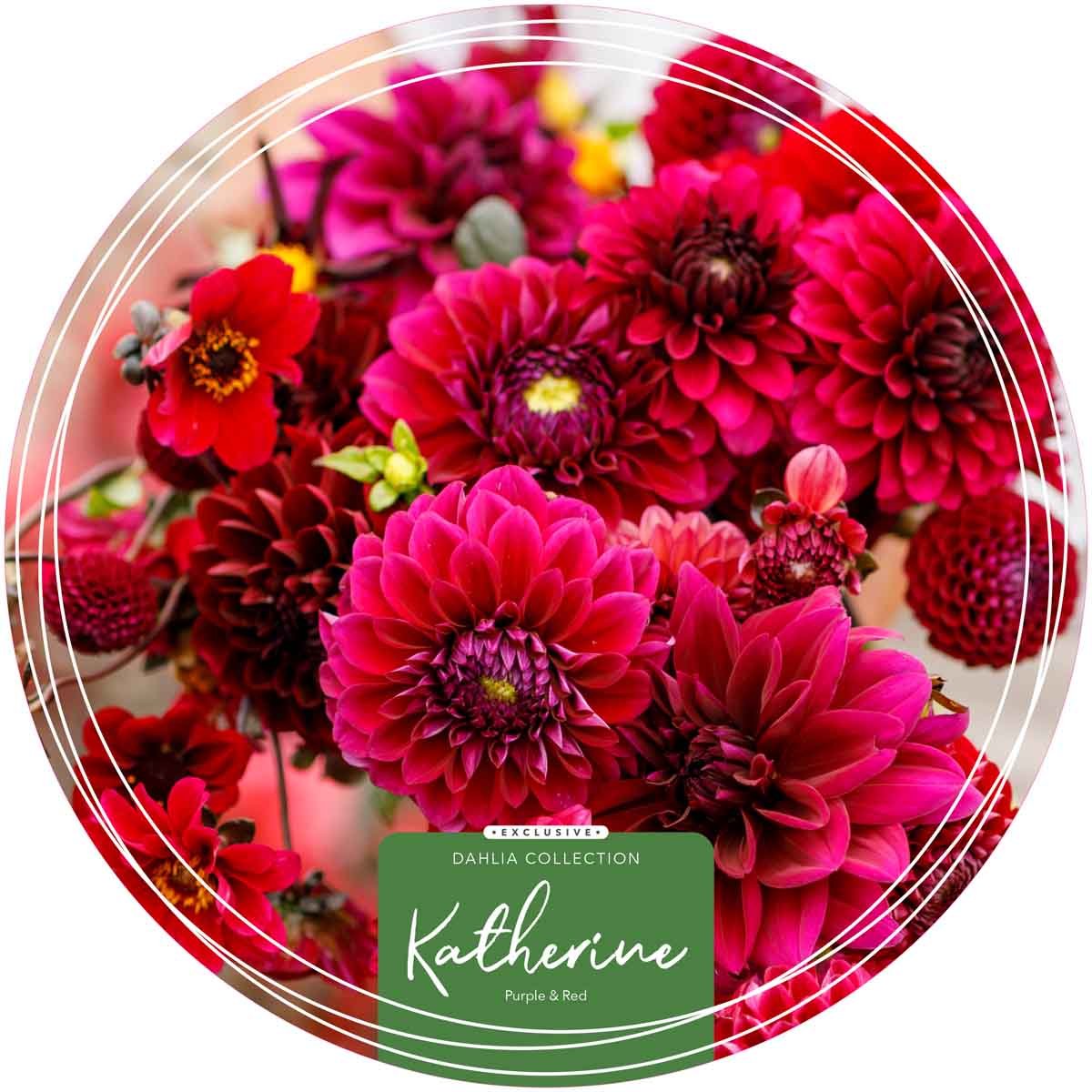 Exclusive Collection Dahlias 'Katherine' - Purple and Red