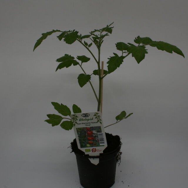 Tomatplante 'Krebs Elena' 11,5 cm. pot.