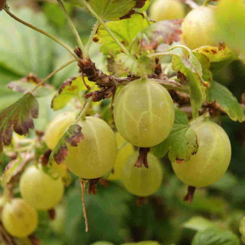 Stikkelsbær - Ribes uva-crispa 'Gul Hinnomaki' - 11L