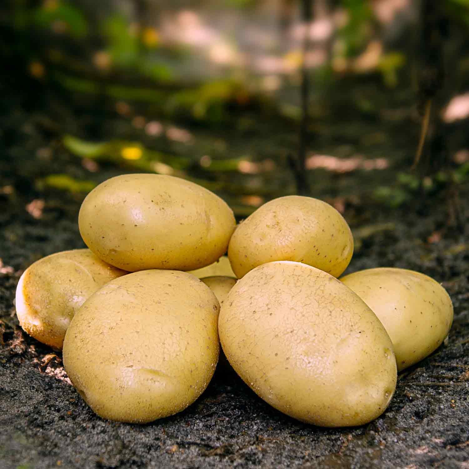 Folva læggekartofler på jorden