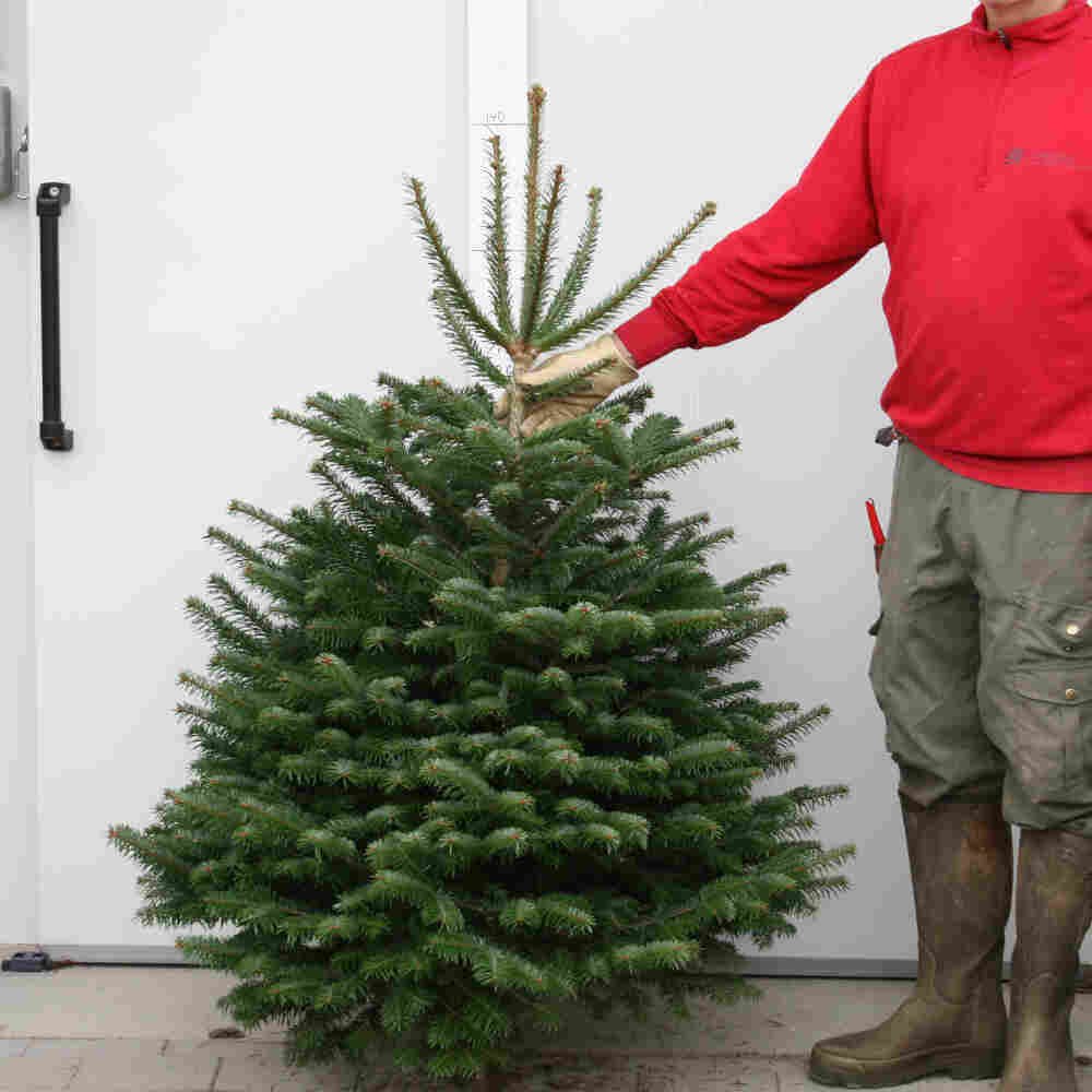 Juletræ 125-150cm