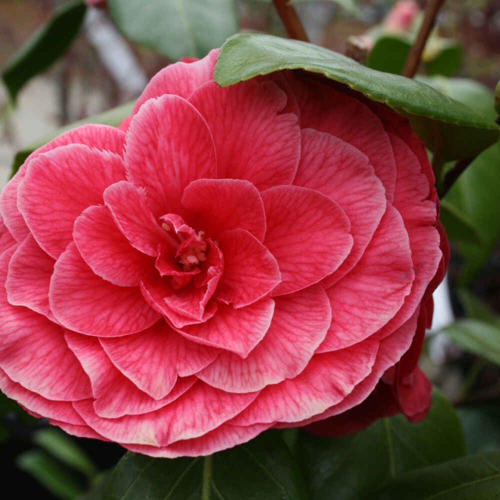 Camellia 'C.M. Howey'