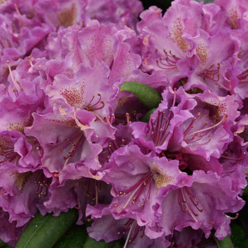 Rhododendron yak. 'Bohlkens Lupinenberg' 30-40 - C5