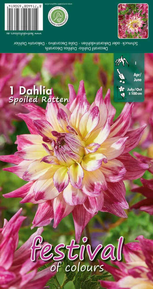 Dahlia Spoiled Rotten - Decorative - NYHED