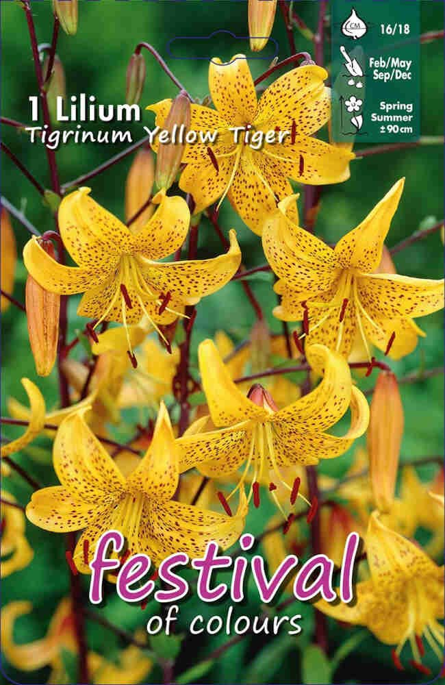 Tiger Lilje - Lilium Yellow Tiger - 1 stk - 16/18