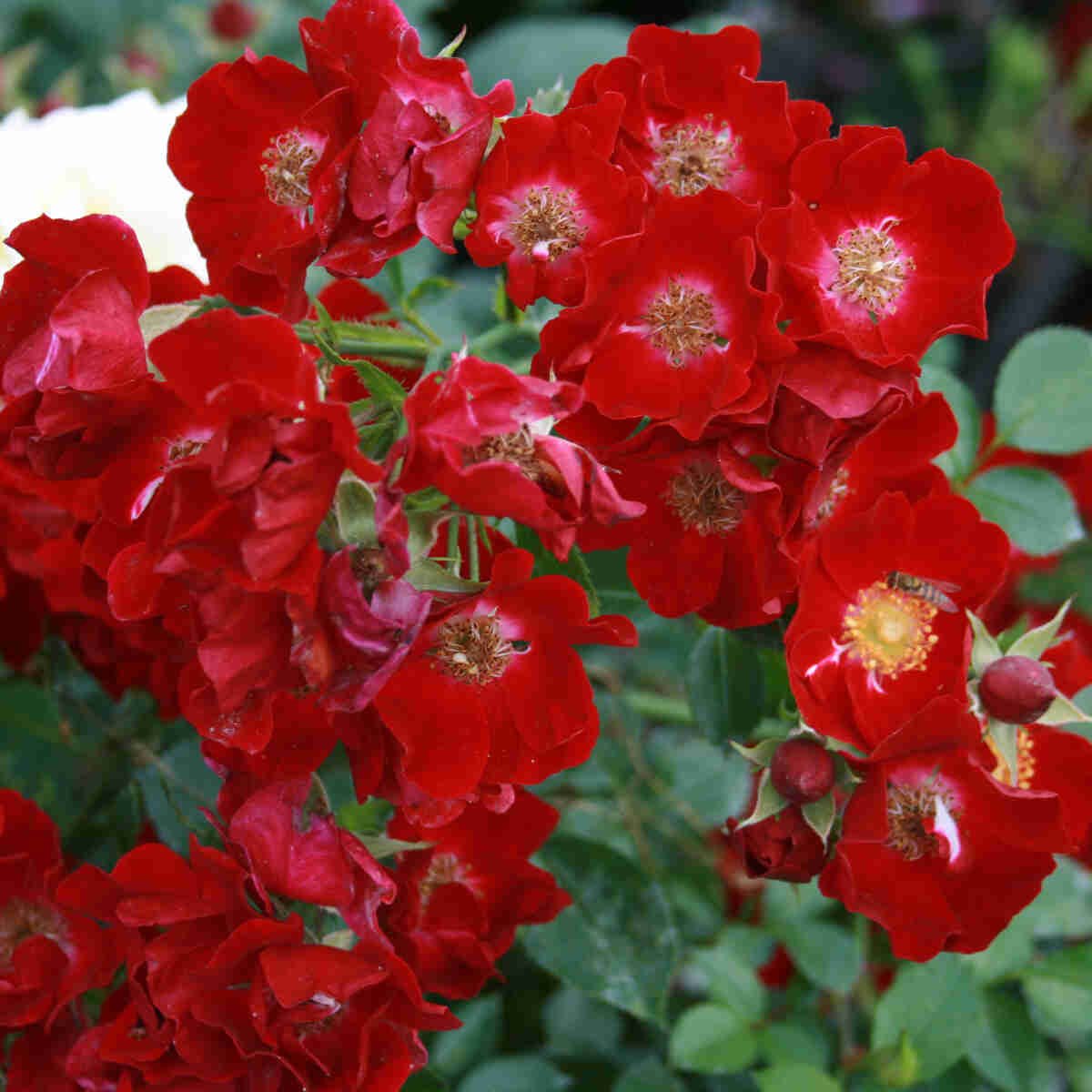 Røde blomster i Bassino rosen