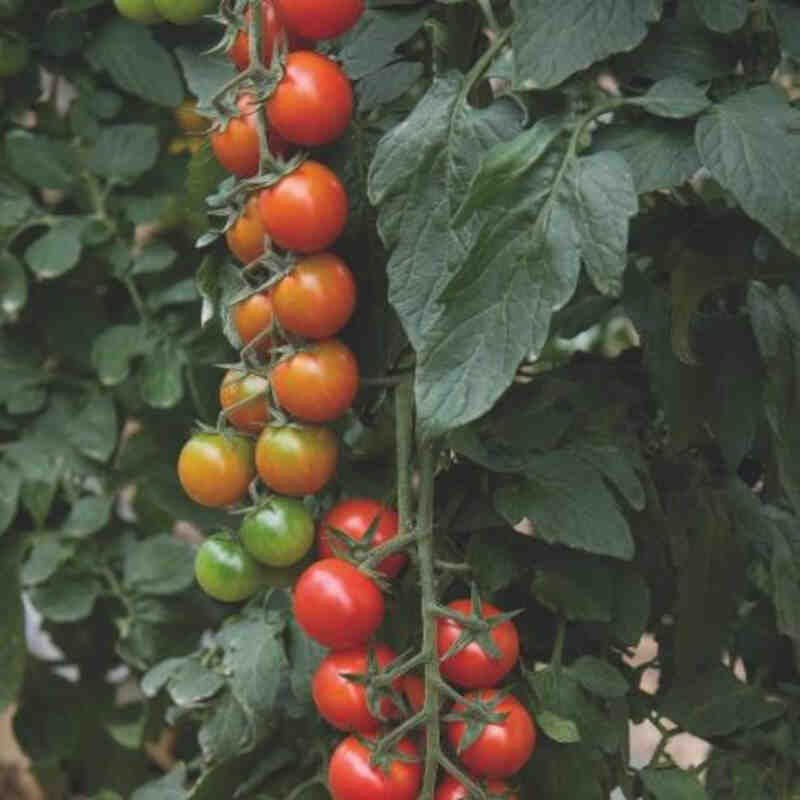 Tomatplante 'Favorita' 11,5cm pot