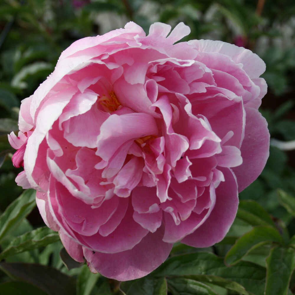 Smuk lyserød blomst i Lady Alexander Duff
