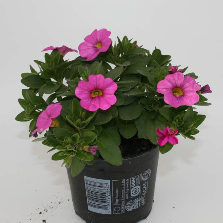 Mini petunia - Calibrachoa hybrid 'Minifamous' 12cm pot