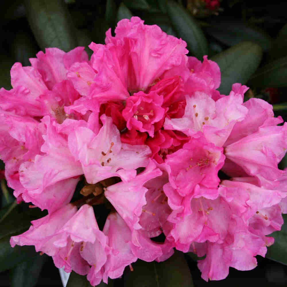 Rhododendron yakushimanum 'Kalinka'  30/- C5