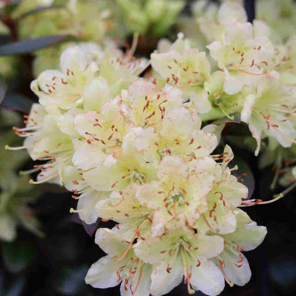 Rhododendron hanceanum 'Princess Anne'