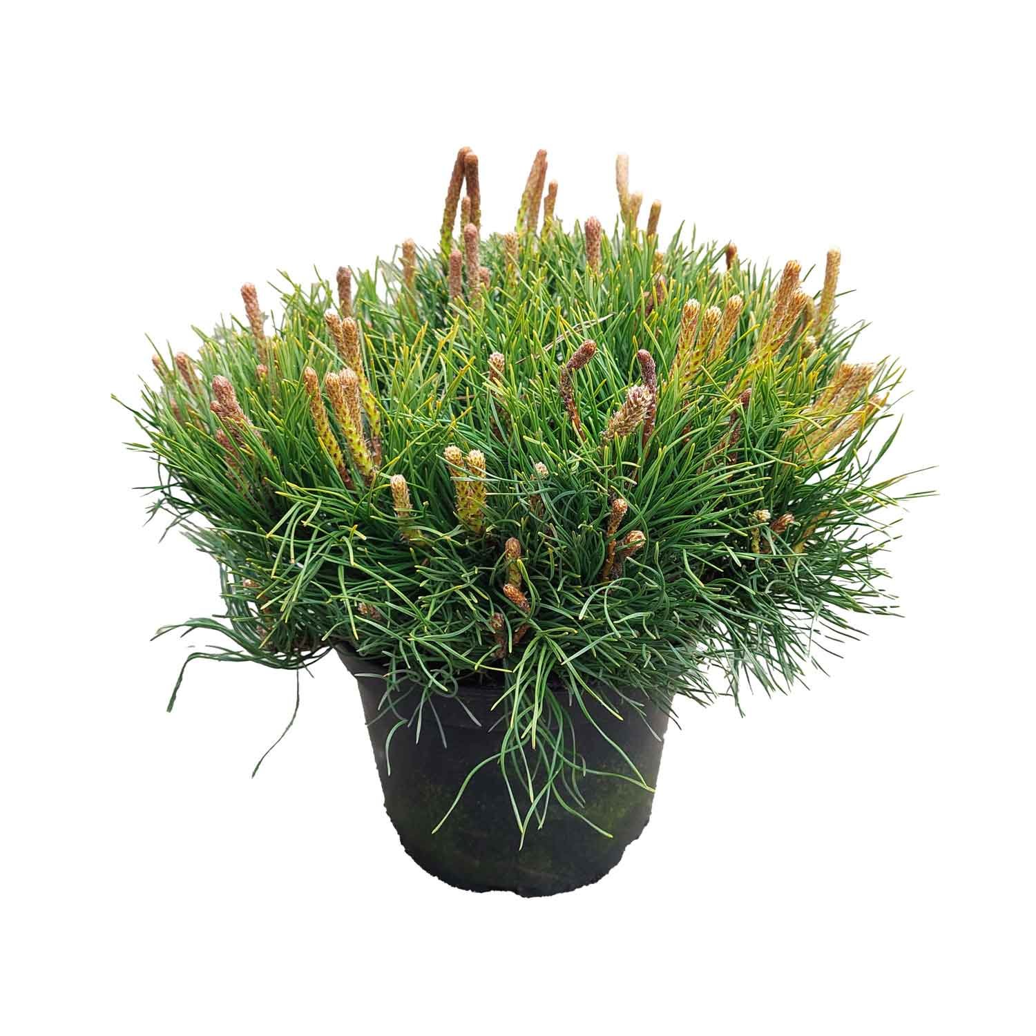 Dværgbjergfyr - Pinus mugo var. pumilio C2 15-20 CM