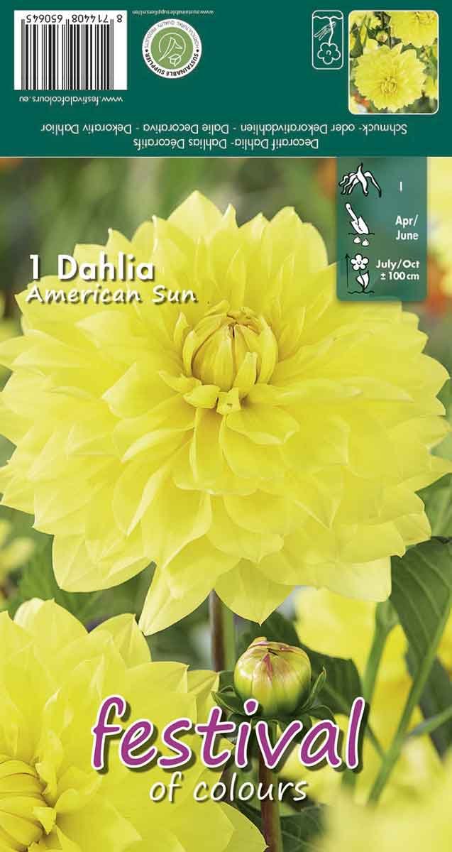 Dahlia American Sun -  Decorative NYHED