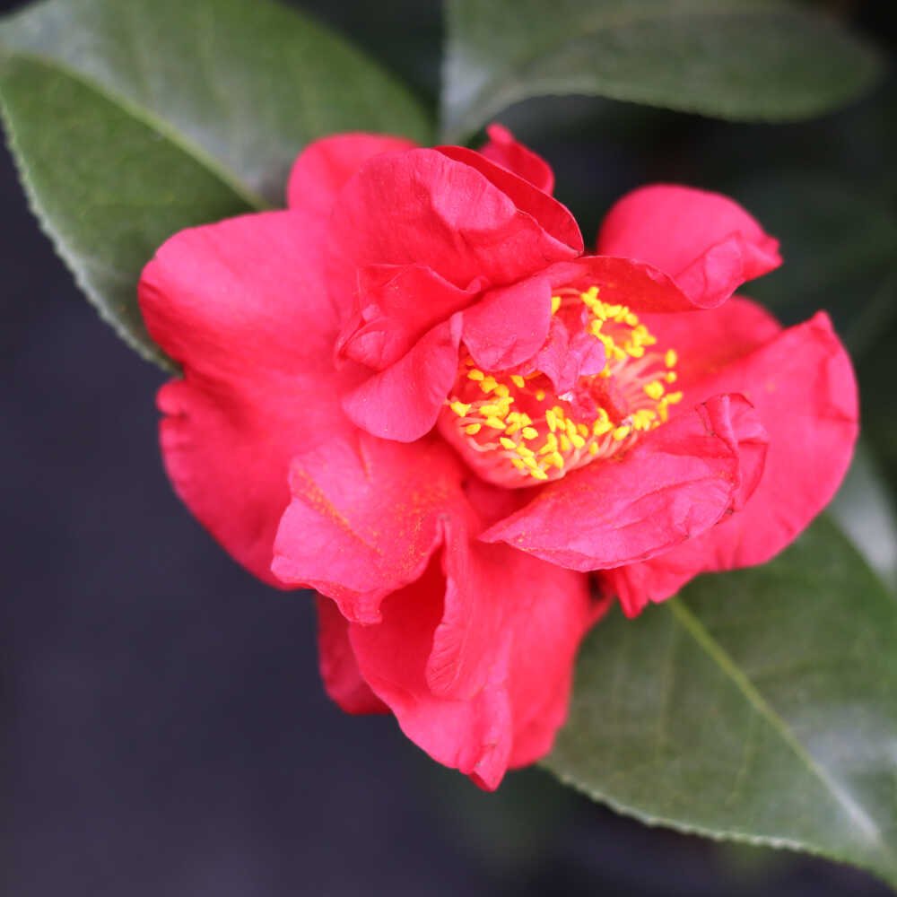 Kamelia - Camellia japonica 'Dr. Burnside'