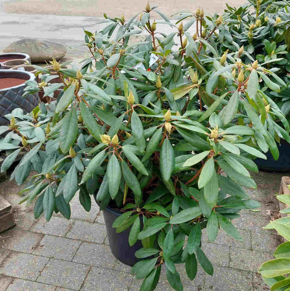 Rhododendron 'Marcel Menard' 70/80 C40