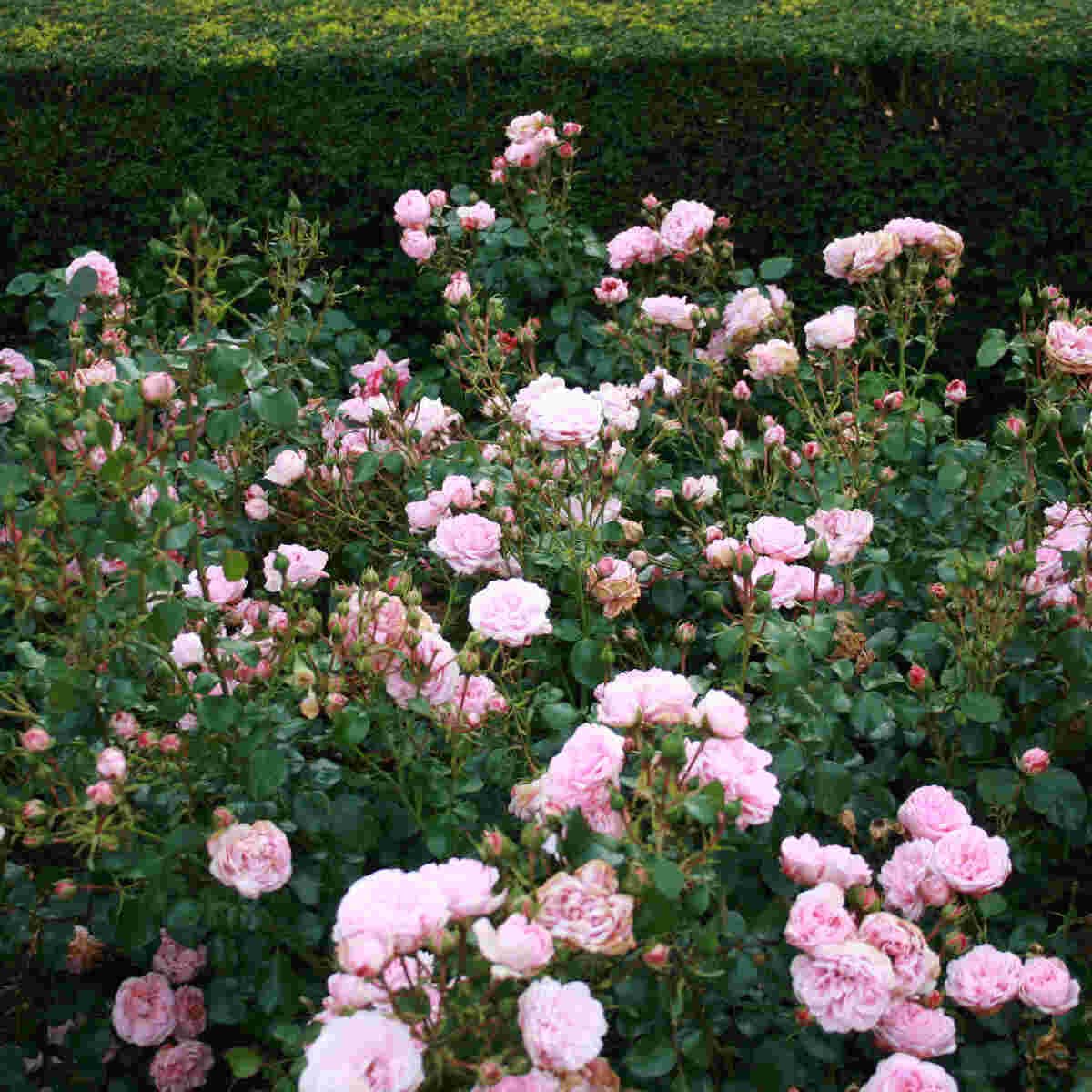 Rose 'Home and Garden'