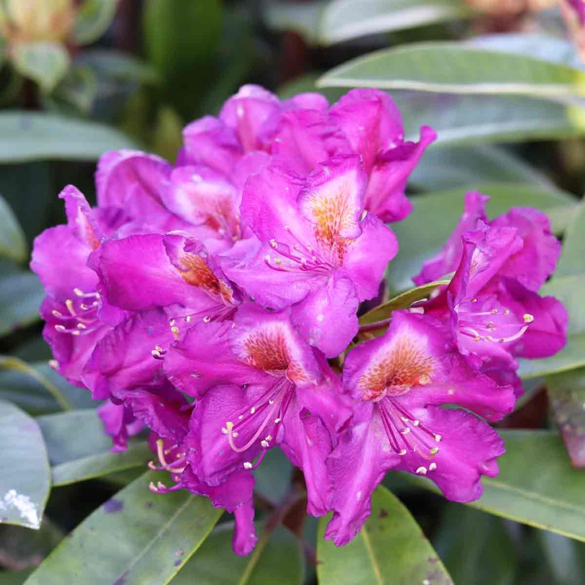Rhododendron 'Midnight Mystique' 50/60 C20